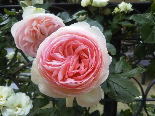 rose week 紀尾井町ガーデン